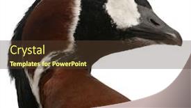  Presentation with red - PPT layouts featuring close-up-of-red-breasted background and a tawny brown colored foreground