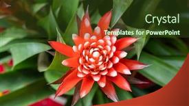  Presentation with flower - Audience pleasing slide deck consisting of close-up-of-red-bromeliad backdrop and a tawny brown colored foreground
