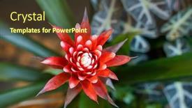  Presentation with garden - Slide deck featuring close-up-of-red-bromeliad background and a tawny brown colored foreground