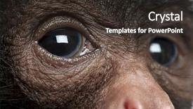  Presentation with monkey - Cool new presentation theme with close-up of red-faced spider monkey ateles paniscus 3 months old backdrop and a dark gray colored foreground