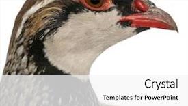  Presentation with hall fame of red stamp - Presentation with close up of red-legged partridge or french partridge alectoris rufa a game bird in the pheasant family in front of white background background and a white colored foreground