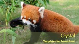  Presentation with red panda - Amazing slide set having close up of red panda backdrop and a tawny brown colored foreground