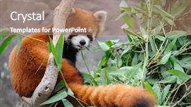  Presentation with red panda - Theme featuring close up of red panda background and a coral colored foreground