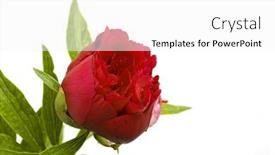  Presentation with peony - Cool new slide deck with close-up-of-red-peony backdrop and a white colored foreground