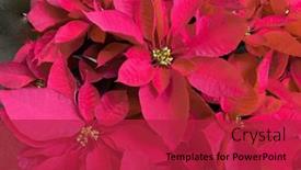  Presentation with christmas red - Audience pleasing presentation design consisting of close-up-of-red-poinsettia backdrop and a crimson colored foreground