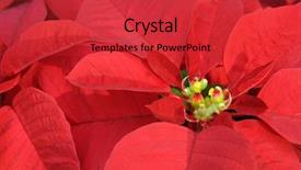  Presentation with flowers - Audience pleasing PPT theme consisting of close up of red poinsettia backdrop and a red colored foreground