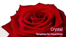  Presentation with red - Colorful slide deck enhanced with close up of red rose backdrop and a  colored foreground