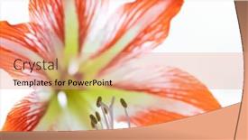  Presentation with red - Slide deck having close-up-of-red background and a coral colored foreground