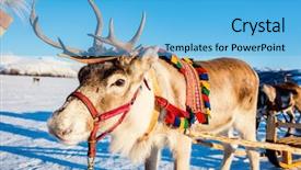  Presentation with norway - PPT theme consisting of close up of reindeer pulling background and a light blue colored foreground