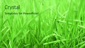  Presentation with rich - Slide set having close up of rich green grass background background and a seafoam green colored foreground