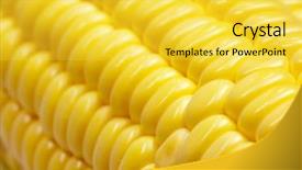  Presentation with corn cob - Amazing theme having close-up of ripe corn on the cob backdrop and a yellow colored foreground