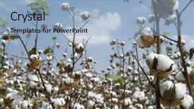  Presentation with cotton - Audience pleasing presentation theme consisting of close-up of ripe cotton backdrop and a light blue colored foreground
