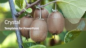  Presentation with kiwi - Theme having close-up of ripe kiwi background and a coral colored foreground