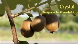  Presentation with kiwi fruit - PPT theme consisting of close-up-of-ripe-kiwi background and a tawny brown colored foreground