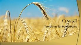  Presentation with ears - Audience pleasing slides consisting of close up of ripe wheat backdrop and a yellow colored foreground