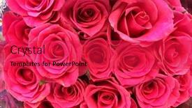  Presentation with rose flower - PPT theme featuring close-up-of-rose-flower background and a red colored foreground