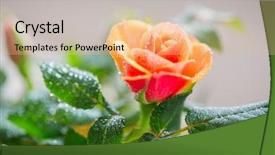  Presentation with gardening for health - Presentation theme consisting of close up of rose flower background and a lemonade colored foreground