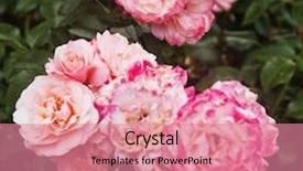  Presentation with villa - Audience pleasing theme consisting of close-up of rose flowers villa cimbrone ravello province of salerno campania italy backdrop and a coral colored foreground