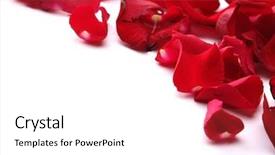  Presentation with white rose - Presentation design consisting of close up of rose petals background and a white colored foreground