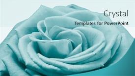  Presentation with white rose - Theme having close-up-of-rose-petals background and a  colored foreground