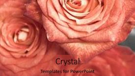  Presentation with tiger orchid close up petal - Slides having close-up-of-rose-petals background and a red colored foreground