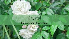  Presentation with roses - Slides featuring close-up-of-roses background and a seafoam green colored foreground