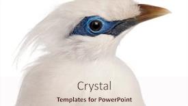  Presentation with black and white old phone - PPT theme with close-up-of-rothschild-s background and a lemonade colored foreground