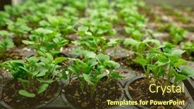  Presentation with growing - Amazing PPT theme having close-up-of-rows backdrop and a  colored foreground