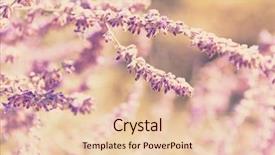  Presentation with sage - Audience pleasing slide set consisting of close up of russian sage backdrop and a  colored foreground