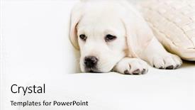  Presentation with white pills spilled from pills - Presentation enhanced with close up of sad labrador background and a white colored foreground