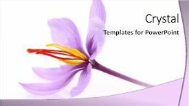  Presentation with food saffron - Cool new presentation theme with close up of saffron flower backdrop and a white colored foreground