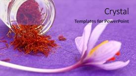  Presentation with food saffron - Beautiful presentation featuring close up of saffron flower backdrop and a light blue colored foreground
