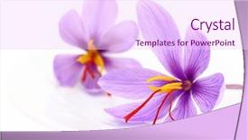  Presentation with food saffron - Presentation with close up of saffron flowers background and a pink colored foreground
