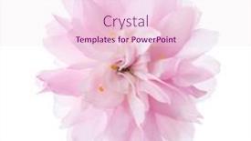  Presentation with sakura - Amazing slide set having close-up-of-sakura-flower backdrop and a lemonade colored foreground