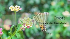  Presentation with close up of sundew drosera - Slides consisting of close-up-of-scarce-swallowtail background and a seafoam green colored foreground