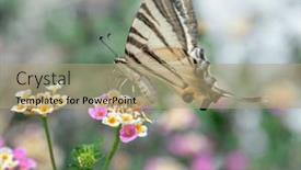  Presentation with close up of an apron - Theme with close-up-of-scarce-swallowtail background and a coral colored foreground