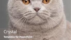  Presentation with fold - Slides having close-up of scottish fold cat 9 and a half months old in front of grey background background and a gray colored foreground