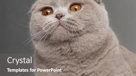  Presentation with fold - Amazing slides having close-up of scottish fold cat 9 and a half months old in front of grey background backdrop and a gray colored foreground