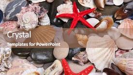  Presentation with sea shells - PPT layouts having close up of sea stones background and a coral colored foreground