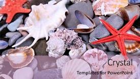  Presentation with sea shells - Beautiful slide deck featuring close up of sea stones and shells backdrop and a soft green colored foreground