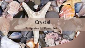  Presentation with sea shells - Slide set enhanced with statistics information performance chart concept background and a light gray colored foreground