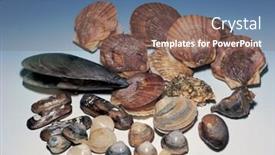  Presentation with seashell - Audience pleasing slides consisting of close up of seashell on white background with clipping path backdrop and a violet colored foreground