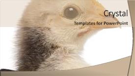  Presentation with bantam breed - Colorful PPT layouts enhanced with up of serama malay ayam backdrop and a coral colored foreground