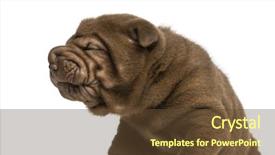  Presentation with pei - Audience pleasing theme consisting of close-up of shar pei puppy making a face isolated on white backdrop and a tawny brown colored foreground