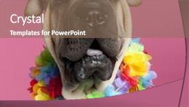  Presentation with pei - Amazing PPT theme having close-up of shar-pei wearing hawaiian lei in front of pink background backdrop and a violet colored foreground