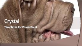  Presentation with pei - Cool new PPT theme with close-up of shar pei backdrop and a violet colored foreground