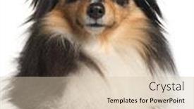  Presentation with sheepdog - Audience pleasing slide deck consisting of close-up of shetland sheepdog 1 year old in front of white background backdrop and a soft green colored foreground