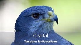  Presentation with shield - Colorful PPT theme enhanced with close-up-of-shield-eagle backdrop and a ocean colored foreground