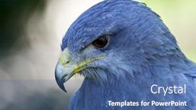  Presentation with shield - Presentation design with close-up-of-shield-eagle background and a ocean colored foreground