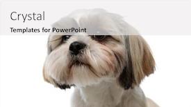  Presentation with puppy - Amazing PPT theme having close-up-of-shy-shih backdrop and a white colored foreground